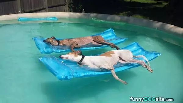 Chilling In The Pool