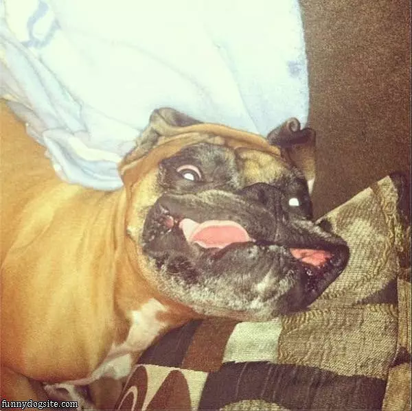 Amazing Faces