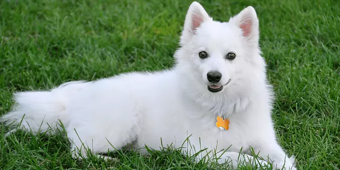 american eskimo dog smiling
