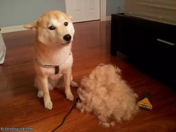 Dog My Hair Cut
