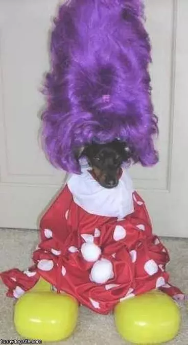 Clown Dog