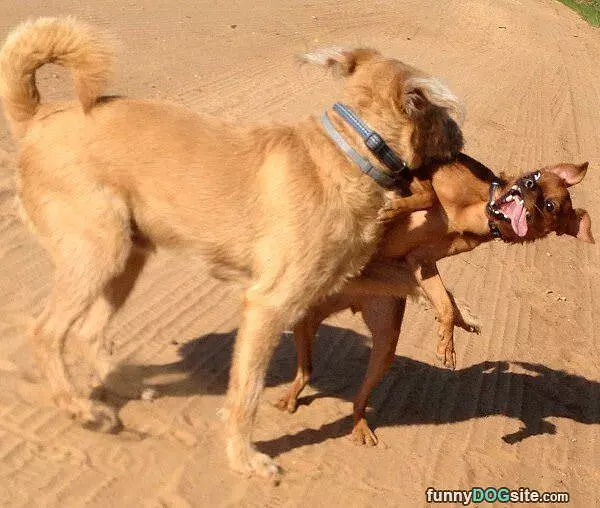 Fun Play Time