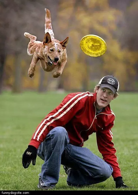 Amazing Flying Dog