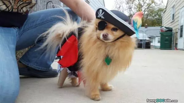 The Pirate