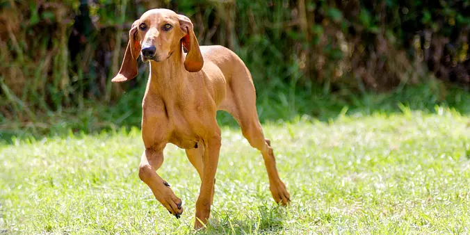 Segugio Italiano walking