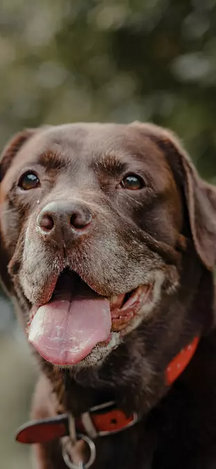 Labrador Retriever