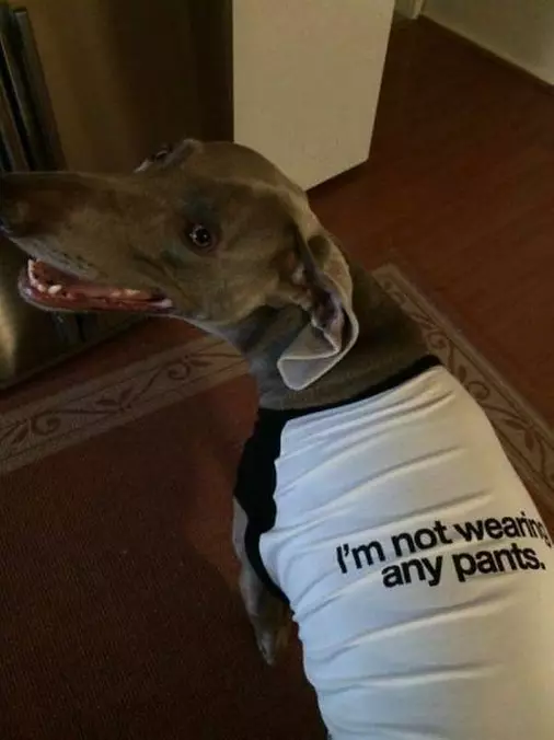 Not Wearing Any Pants