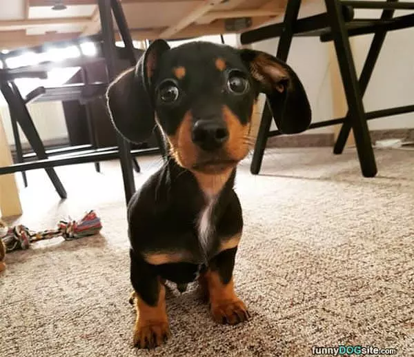 Floppy Little Ears