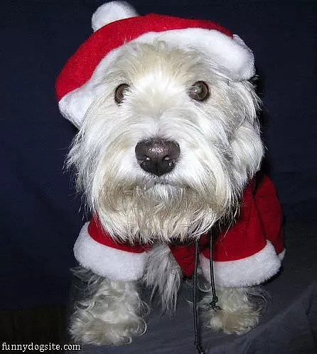 The Christmas Dog