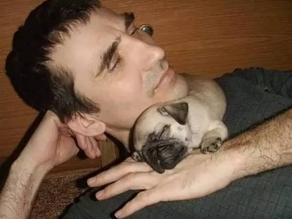 Sleepy Pug
