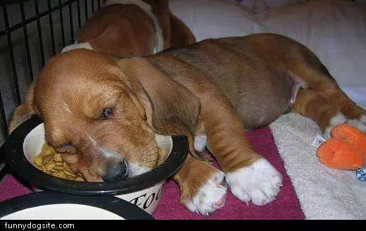 Sleeping In His Food