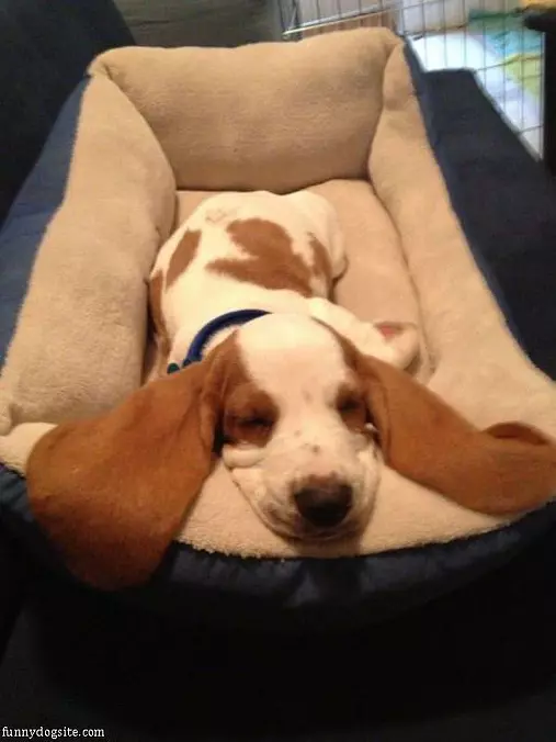 Big Big Ears