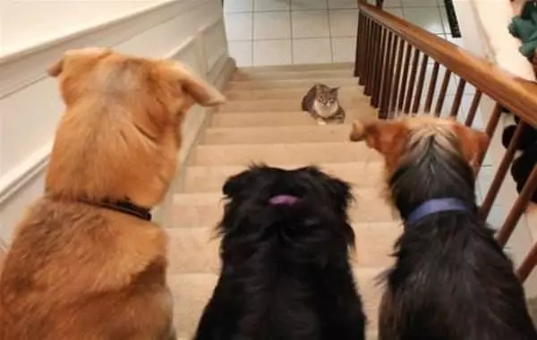 You Shall Not Pass