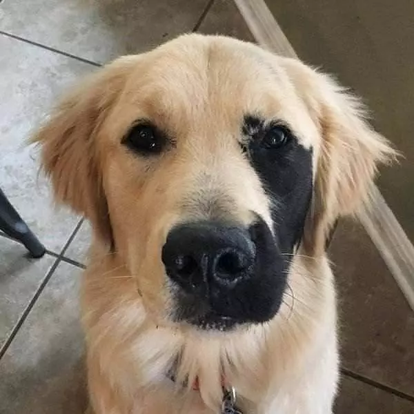 The Black Eyed Dog