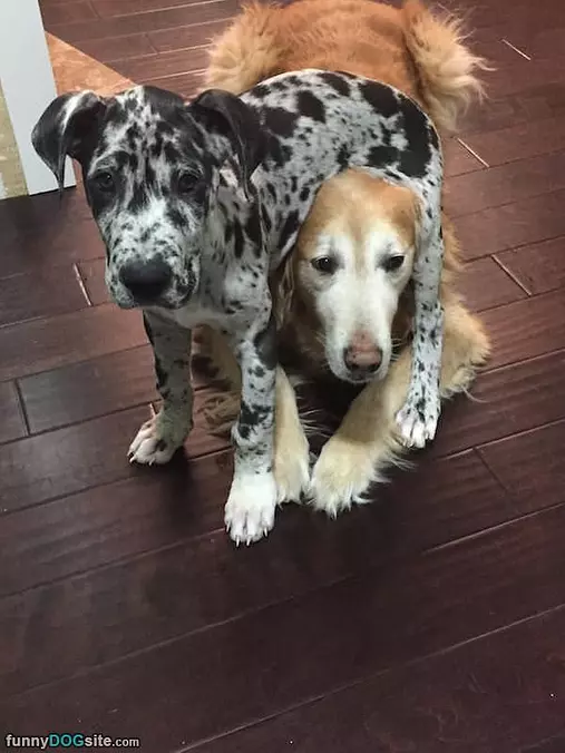 How I Sits