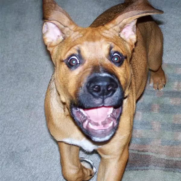 Dozer Is Excited
