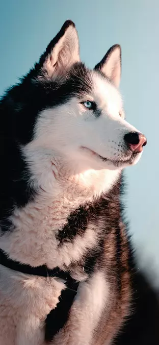 Siberian Husky