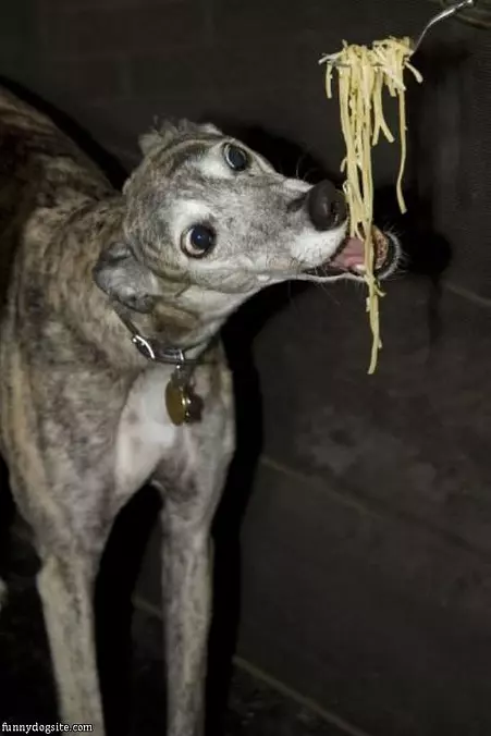 Nom Nom Spaghetti