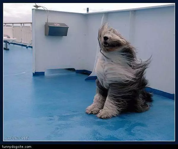 Windy Dog