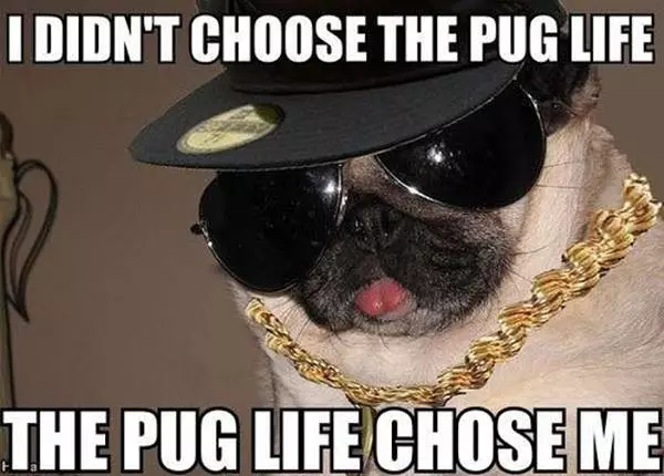 The Pug Life