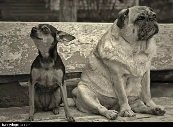 Dogs Hanging Out
