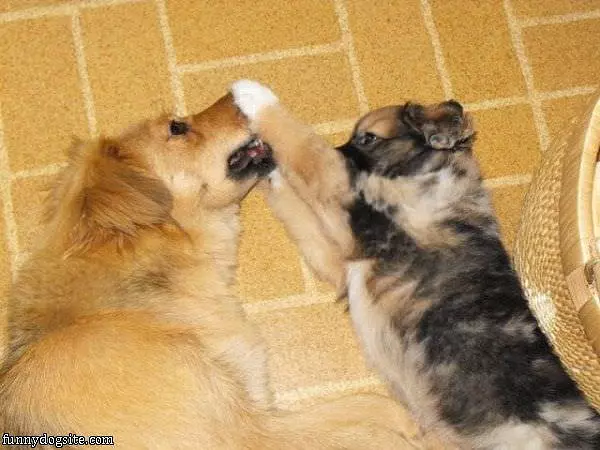 Shush It