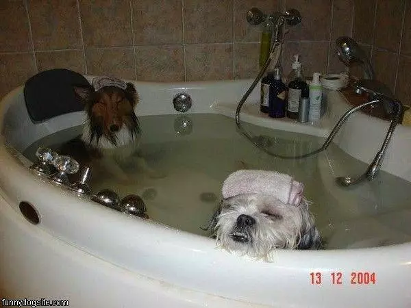 The Dog Spa