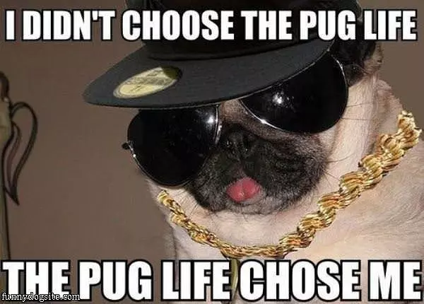 The Pug Life