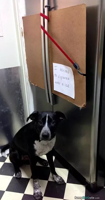 Dog Learned A New Trick