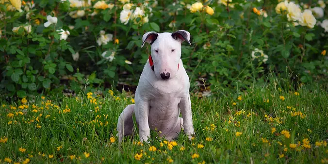 Miniature Bull Terrier puppy