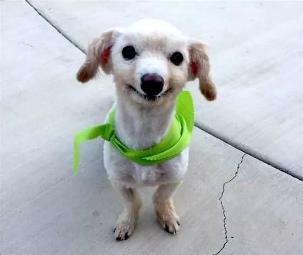 A Happy Little Pup