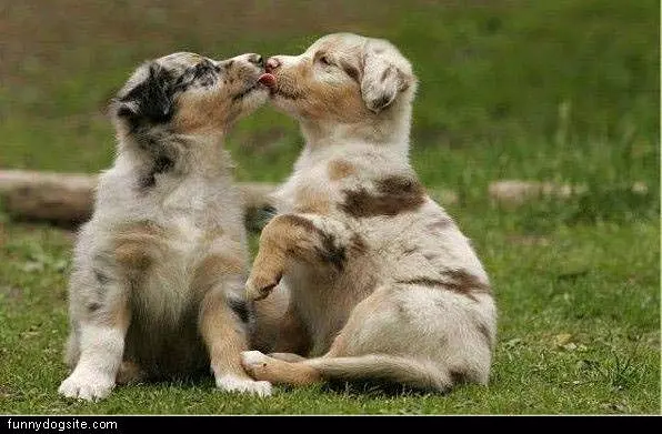 Cute Puppies