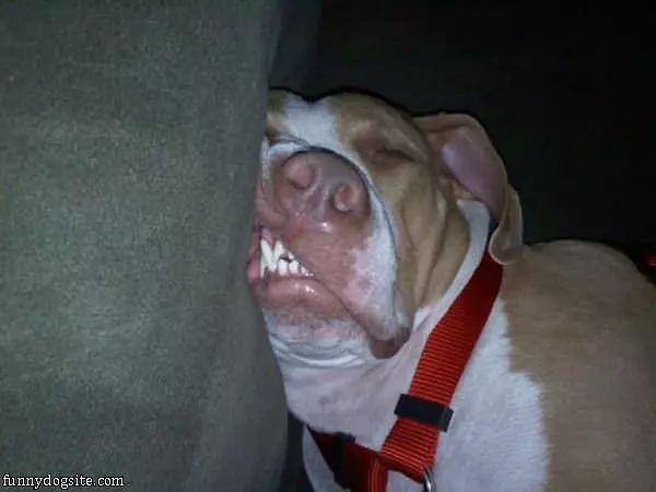 This Is My Cute Sleep Face