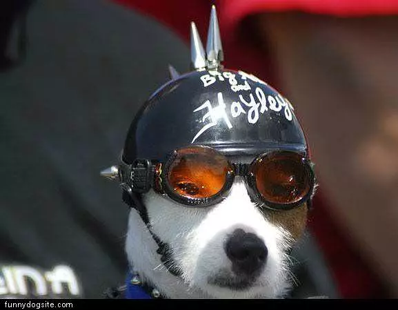 Harley Dog