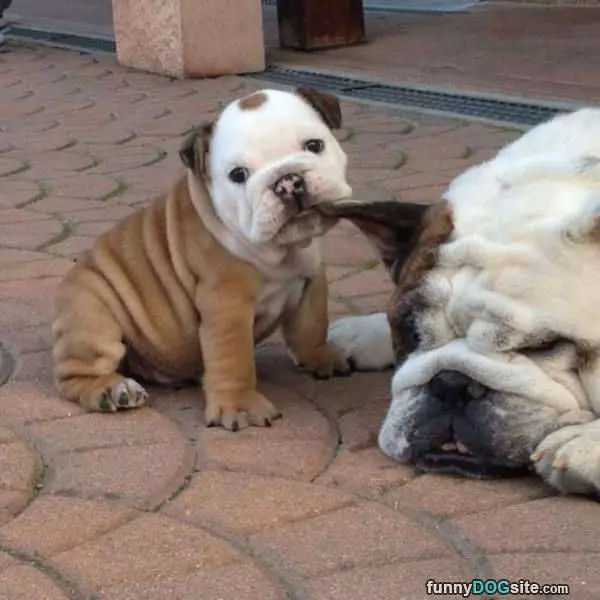 Mom Lets Go Play
