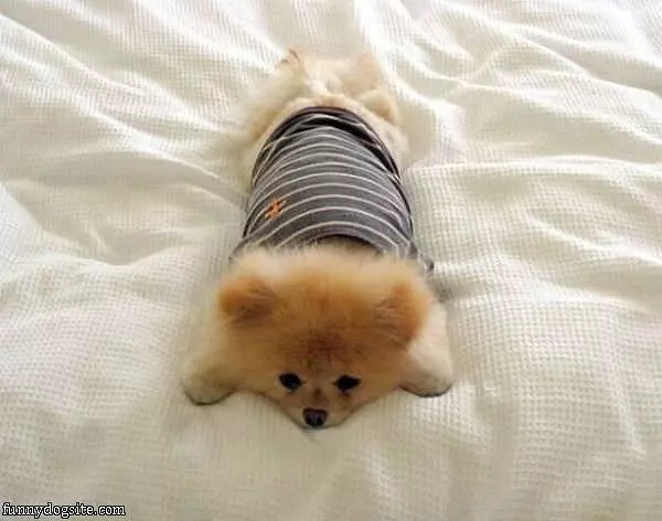 I Has A Sweater