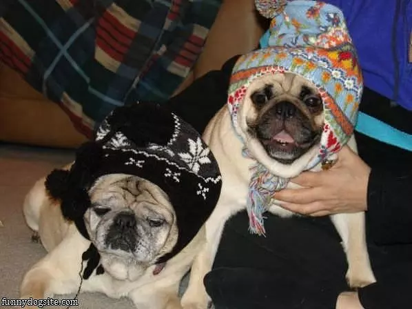 Pug Hats