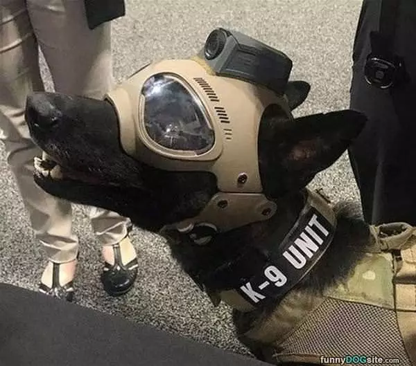The K9 Unit