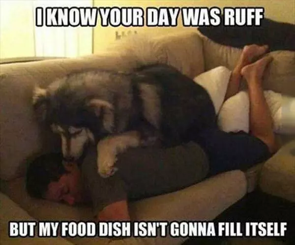 Ruff Day
