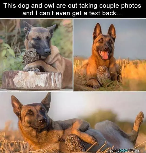 Dog And Owl