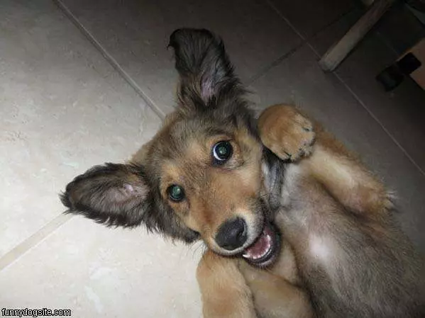 Arf