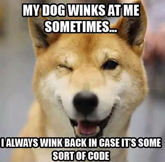 My Dog Winks At Me