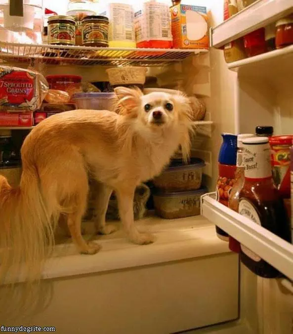 I Want A Snack