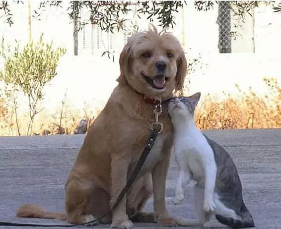 Bestest Friends