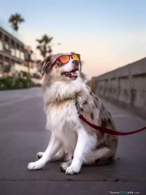 The Coolest Dog