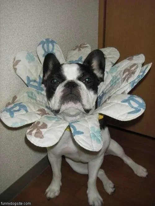 Flower Face