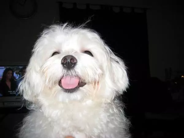 Smiley