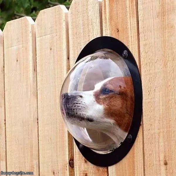 Looking Without Biting