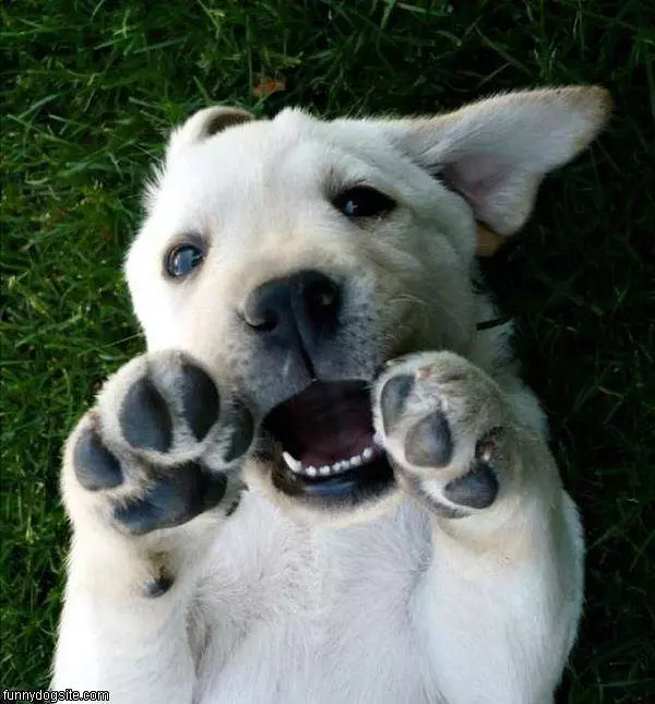 Rawrrr