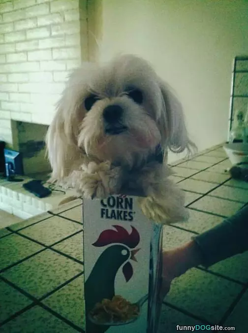 Corn Flakes